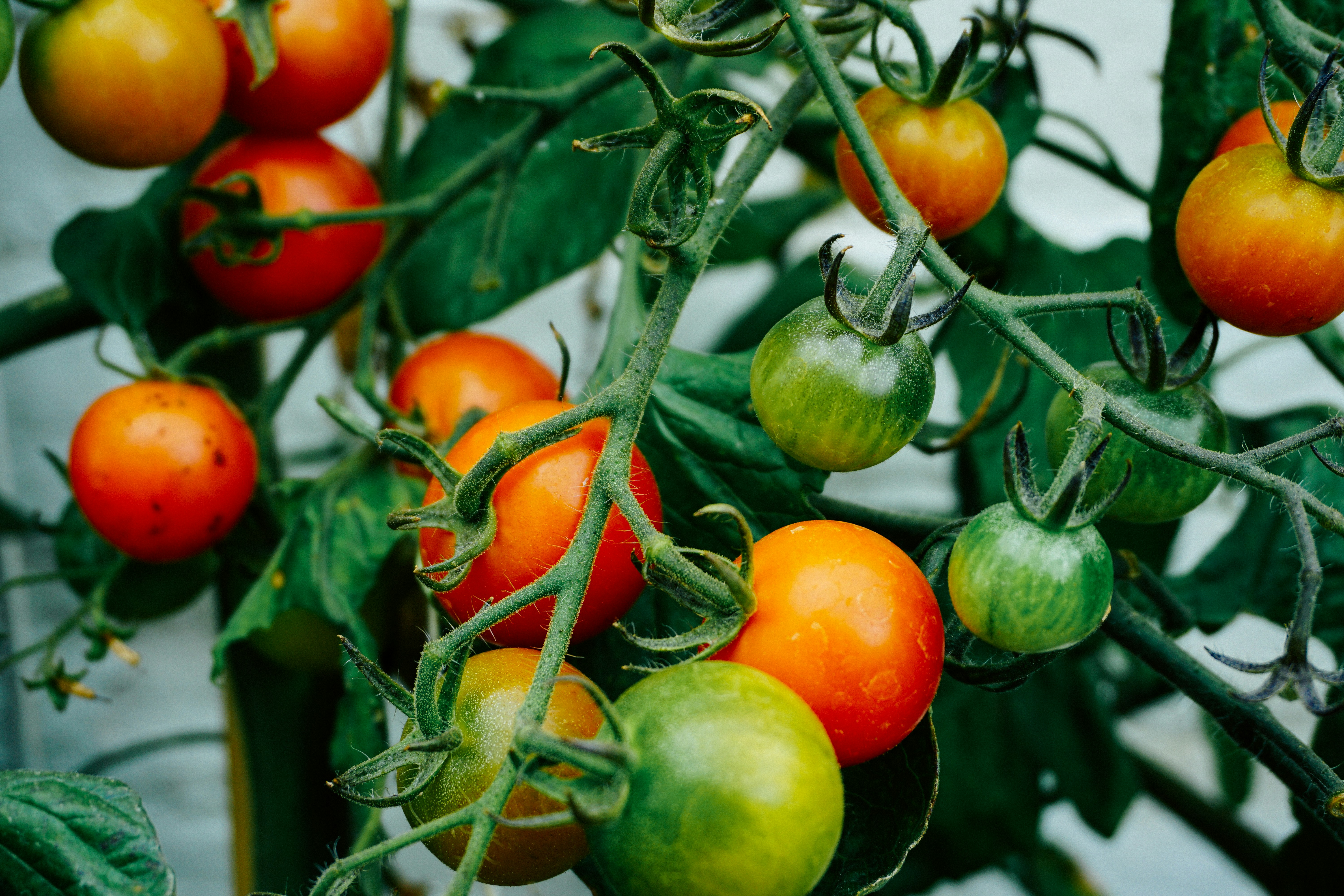Tomatoes ripening on the vine